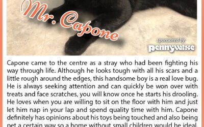 BC SPCA | Mr. Capone