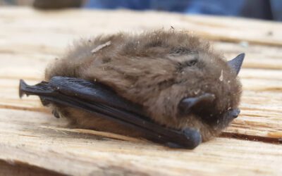 Disease threatens the Little Brown Bat