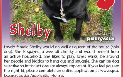 BC-SPCA | Shelby