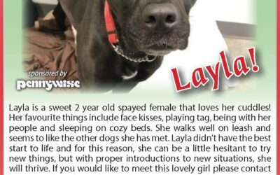 BCSPCA – Pet of the Week – Layla