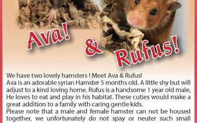 BCSPCA Pet of the Week | Ava & Rufus