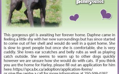 BCSPCA – Pet of the Week | Daphne